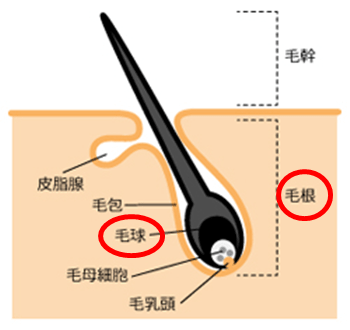 抜け毛 毛根